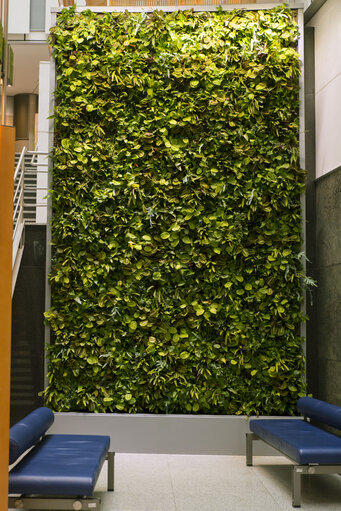 Vegetal wall in the European Parliament in Brussels