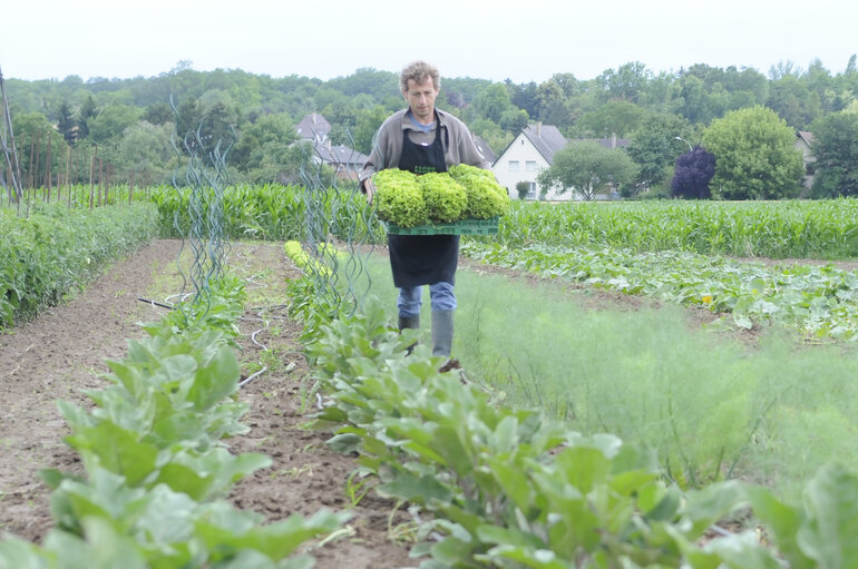 Agricultural production