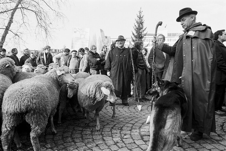 Foto 6: Shepherds and farmers protest outside the EP in Strasbourg in December 1985