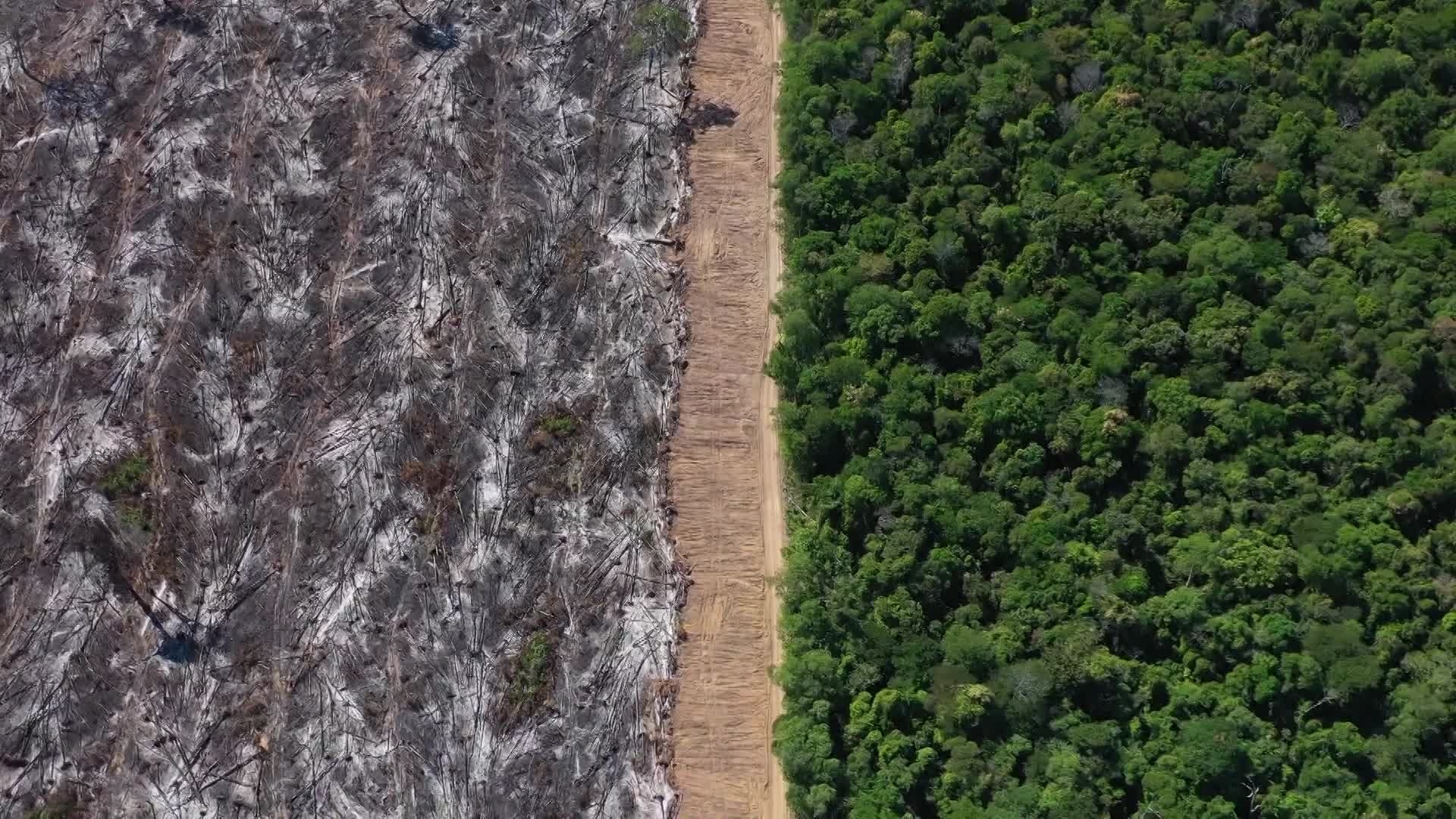 Infoclip: Common products associated with deforestation and forest degradation
