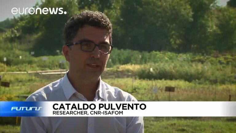 Futuris: Quinoa, amarante : les céréales du passé, aliments de demain ?